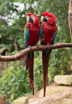 koppel papagaaien van ChrisWillemsen