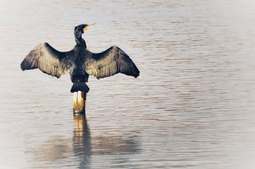 Le cormoran (version claire) sur Maickel Dedeken