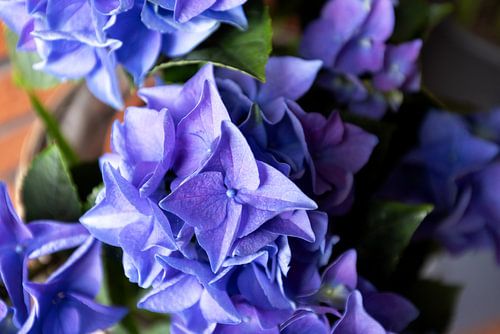 De eerste bloemen in de Emsland-tuin.