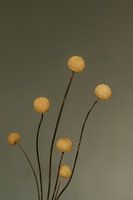 Craspedia bloem.  Fine art fotografie. Vintage. Moody. Wanddecoratie