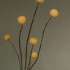 Craspedia Blume.  Kunstfotografie. Jahrgang. Moody. Wanddekoration von Quinten van Ooijen
