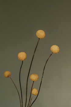 Craspedia Blume.  Kunstfotografie. Jahrgang. Moody. Wanddekoration
