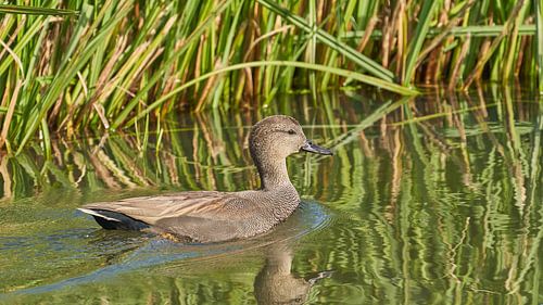 Pfotenbad in der Sonne