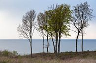 Bäume vor der Küste Dänemarks von Tot Kijk Fotografie: natuur aan de muur Miniaturansicht