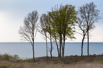 Bäume vor der Küste Dänemarks von Tot Kijk Fotografie: natuur aan de muur