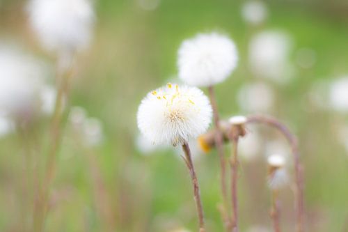 Pluizige paardenbloem