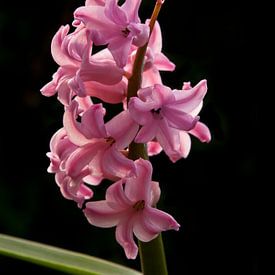 Roze hyacint met zwarte achtergrond van Brenda Hoogendijk-Bakker