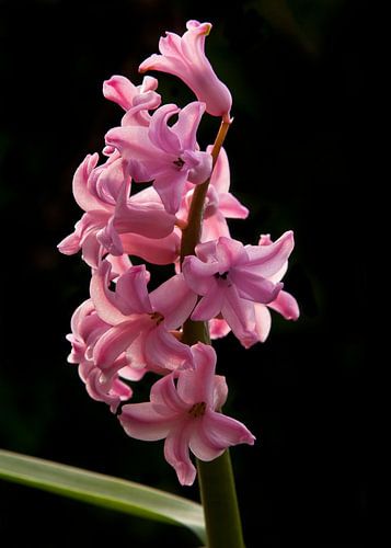Roze hyacint met zwarte achtergrond