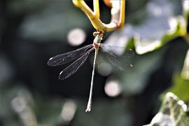 Libelle aan tak by David van Coowijk