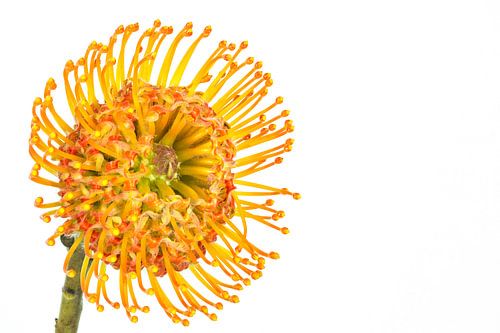 Nutan, (Leucospermum) met een witte achtergrond