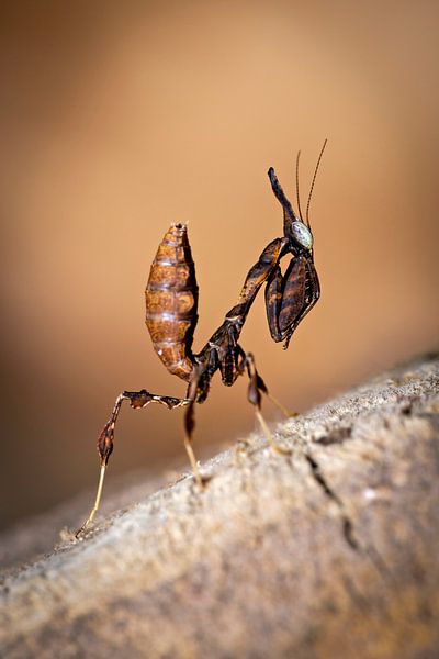 Eine Geistermantis von Roland Brack