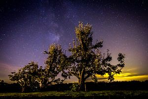 Pear trees under a starry sky sur Niels Eric Fotografie