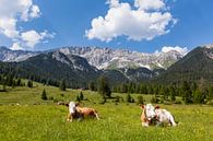 Kühe - Faulenzen auf der Alm von Bart van Dinten Miniaturansicht