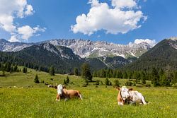 Kühe - Faulenzen auf der Alm