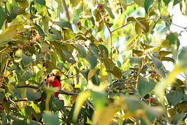 Bird watching, this time a golden-capped fiskin, in The Gambia