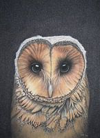 Uil in pastel