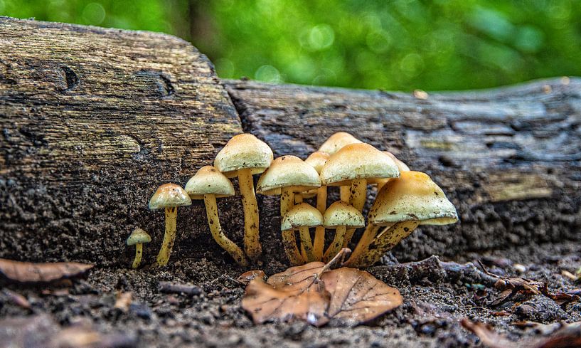 Champignons à Meer and Bos La Haye par Michel Groen