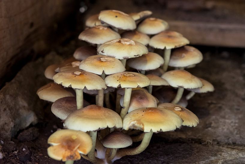 Paddestoelen van Coosje Wennekes