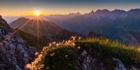 Alpenbloemen, Allgäuer Alpen van Walter G. Allgöwer thumbnail