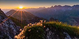 Alpine flowers, Allgäu Alps by Walter G. Allgöwer