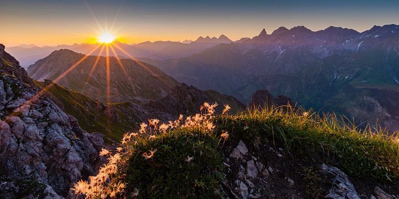 Alpenbloemen, Allgäuer Alpen van Walter G. Allgöwer