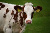 Koe in weiland van Alice Berkien-van Mil thumbnail
