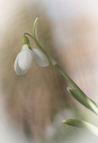 sneeuwklokjes