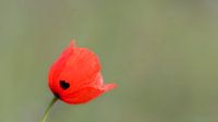 Gewöhnlicher Mohn