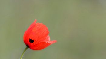 Coquelicot commun