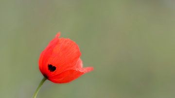 Gewöhnlicher Mohn