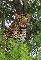 leopard