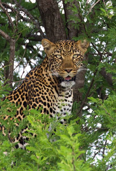 leopard par anja voorn