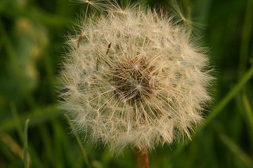 Paardebloem in het veld.