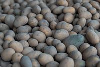 frisch gepflückte Kartoffeln zur weiteren Verteilung gestapelt