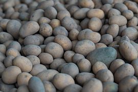 vers geplukte aardappelen gestapeld voor verdere distributie