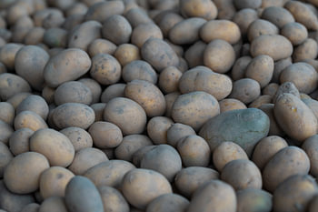 vers geplukte aardappelen gestapeld voor verdere distributie