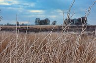 Heide op de veluwe in Nederland in de winter van Rick van de Kraats thumbnail
