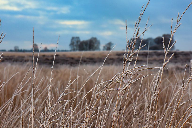 Heide op de veluwe in Nederland in de winter van Rick van de Kraats