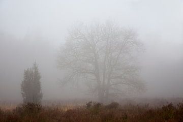 Boom in de mist van Evert Jan Kip