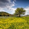 Baum auf Blumenwiese von Antwan Janssen