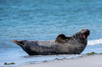 zeehond heeft plezier