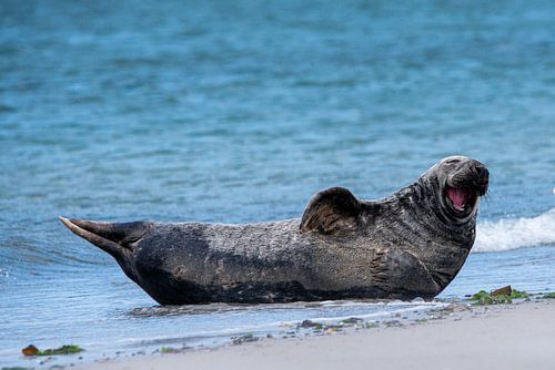 seal has fun