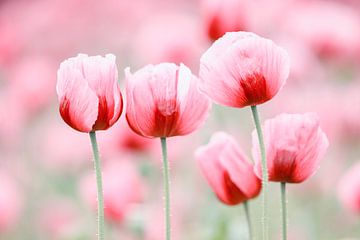 Five poppy blossoms by Daniela Beyer
