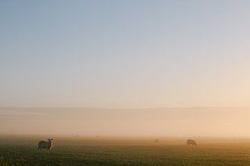 Moutons dans la brume | Pays-Bas | Photographie de nature | sur Marika Huisman fotografie