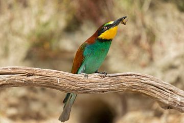 Bee-Eaters