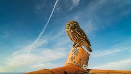 Die Begegnung mit einer Steinkauz-Eule namens Athena