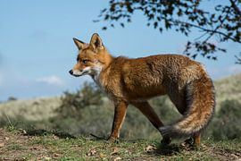 Stap voor stap by Yvonne van der Meij