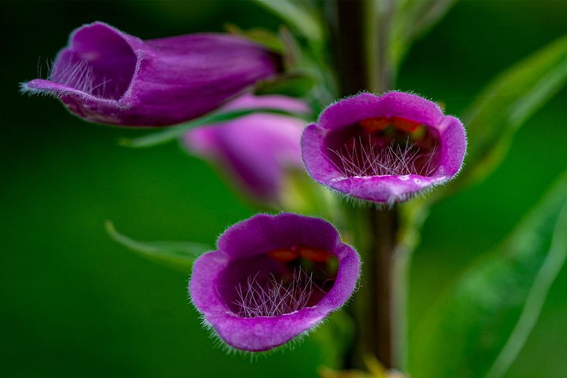 Deadnettle by Hans van Kilsdonk Fotografie