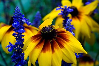 Fleurs | Sauge bleue colorée et Suzanne aux yeux noirs