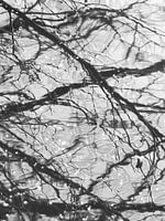 A mirrored tree in moving water